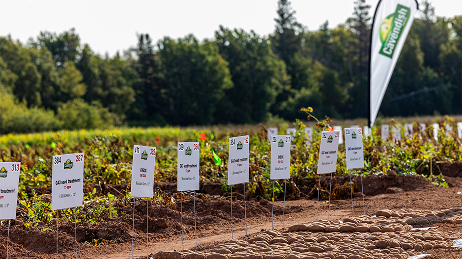 Rows of field signs show seed treatments and potato varieties, with a Cavendish Farms flag flying in the background.
